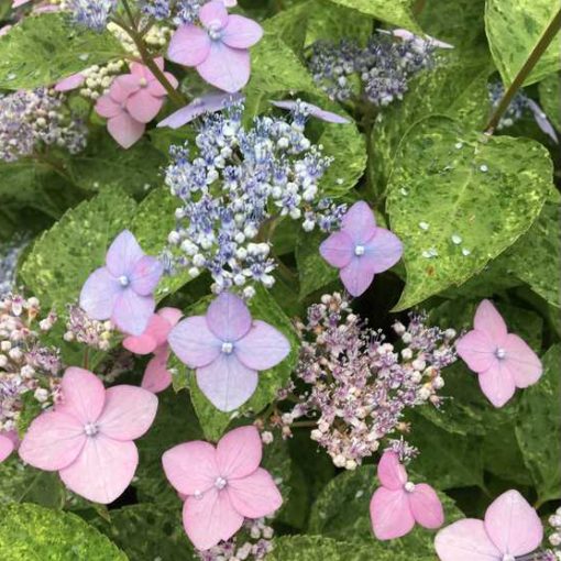 Hydrangea serrata 'Kokonoe-yama'