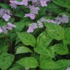 Hydrangea serrata 'Kokonoe-yama' - Image 2