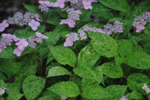 Hydrangea serrata 'Kokonoe-yama' - Image 2