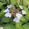 Hydrangea serrata 'O Amacha Nishiki'