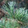 Pinus parviflora 'Glauca'