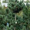 Pinus parviflora 'Glauca' - Image 2