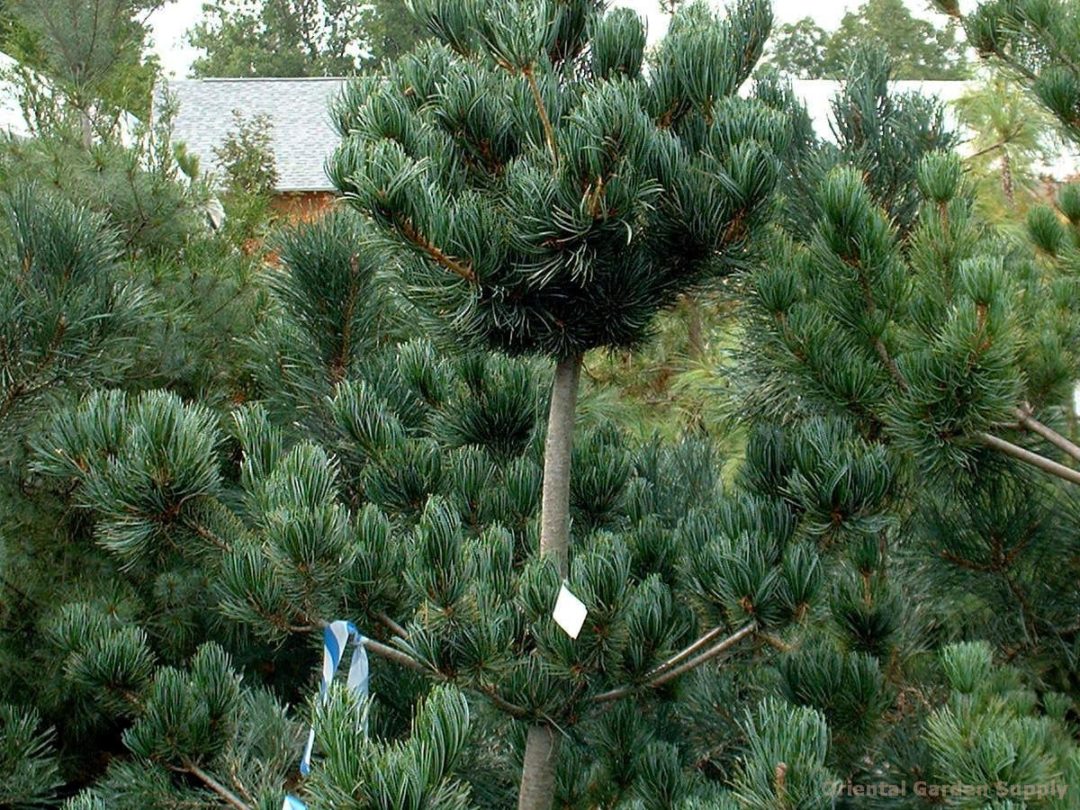 Pinus Parviflora ‘glauca’ Kiefer Nursery Trees Shrubs Perennials