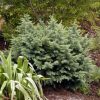 Cedrus deodara 'Glacier Blue'