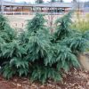Cedrus deodara 'Glacier Blue' - Image 2