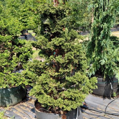 Chamaecyparis obtusa 'Compacta'