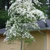 Cornus 'Eddie's White Wonder' - Image 2