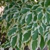 Cornus controversa 'Variegata'