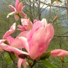 Magnolia x 'Daybreak
