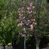 Magnolia x 'Daybreak - Image 2