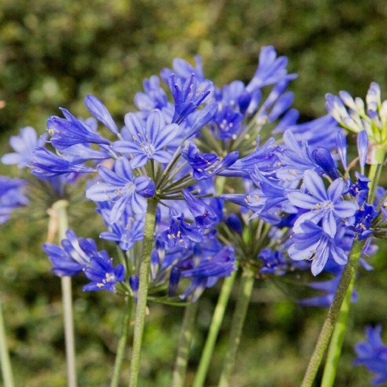 Agapanthus x ‘Little Blue Fountain Kiefer Nursery Trees