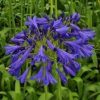Agapanthus x 'Storm Cloud'