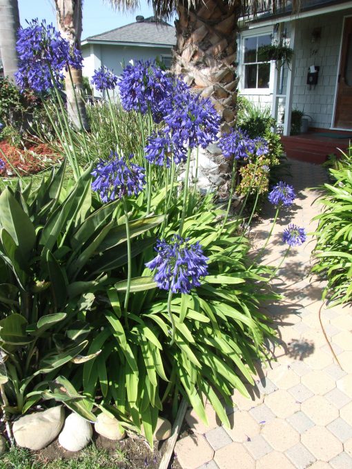 Agapanthus x 'Storm Cloud' - Image 2