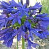 Agapanthus x 'Elaine'