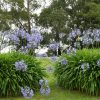 Agapanthus x 'Elaine' - Image 2