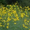 Coreopsis tripteris 'Gold Standard' - Image 2