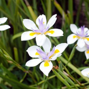 Dietes iridioides | Kiefer Nursery: Trees, Shrubs, Perennials