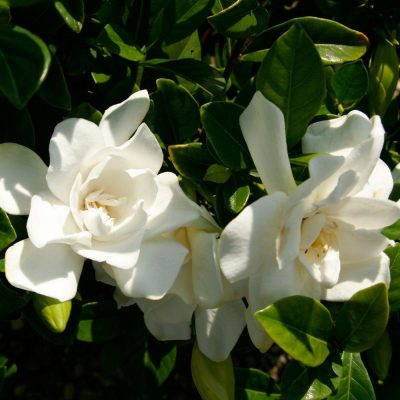 Gardenia jasminoides 'Leeone' (Jubilation™)