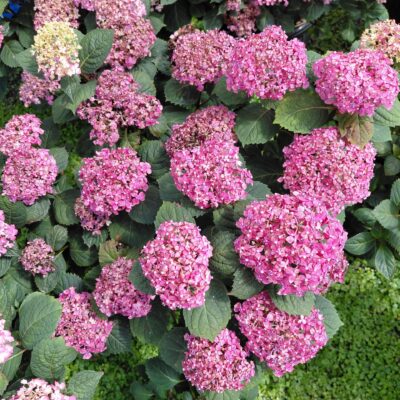 Hydrangea macrophylla Endless Summer® Bloomstruck®
