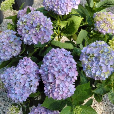 Hydrangea macrophylla Endless Summer® The Original®