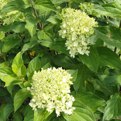 Hydrangea paniculata 'Limelight'