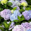 Hydrangea macrophylla 'Wyatt LeFever' Dear Dolores(TM)