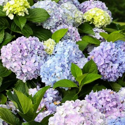 Hydrangea macrophylla ‘Wyatt LeFever’ Dear Dolores(TM) | Kiefer Nursery ...