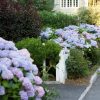 Hydrangea macrophylla 'Wyatt LeFever' Dear Dolores(TM) - Image 2