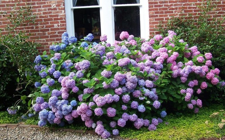 Hydrangea macrophylla Endless Summer® The Original® | Kiefer Nursery ...