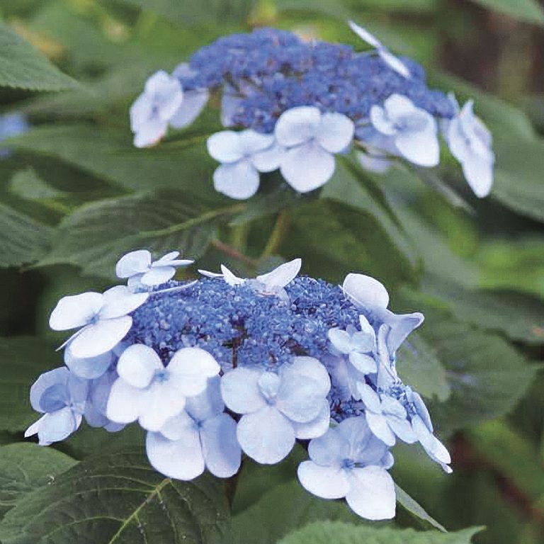 Hydrangea Macrophylla Endless Summer Twist N Shout Kiefer Nursery   Hydrangea Macrophylla Twist N Shout 768x768 