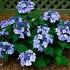 Hydrangea macrophylla Endless Summer® Twist-N-Shout® - Image 2