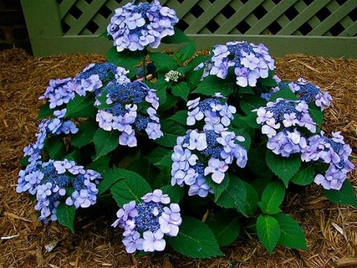 Hydrangea macrophylla Endless Summer® Twist-N-Shout® | Kiefer Nursery ...