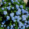Hydrangea macrophylla 'Glory Blue' - Image 2