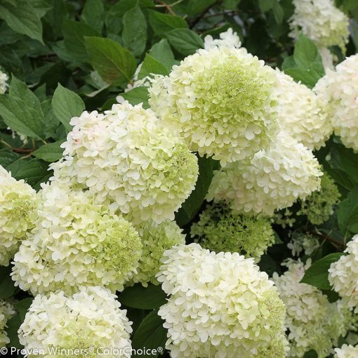 Hydrangea paniculata ‘Limelight’ | Kiefer Nursery: Trees, Shrubs ...