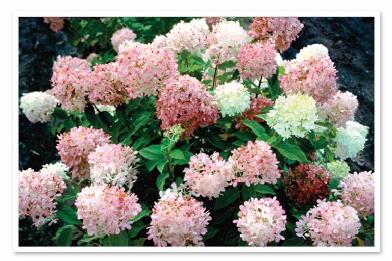 Hydrangea paniculata ‘Limelight’ Kiefer Nursery Trees, Shrubs