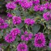 Monarda 'Bee Free' - Image 2