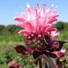 Monarda 'Bee Lieve'