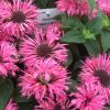 Monarda 'Bee Lieve' - Image 2