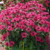 Monarda 'Bee Merry' - Image 2