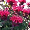 Monarda 'Bee Happy'