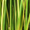 Juncus effusus 'Goldstrike'