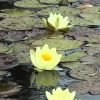 Nymphaea Chromatella - Image 2