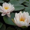Nymphaea Chubby - Image 2