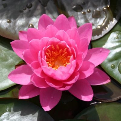 Nymphaea  Perry's Fire Opal