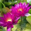 Nymphaea Purple Fantasy - Image 2
