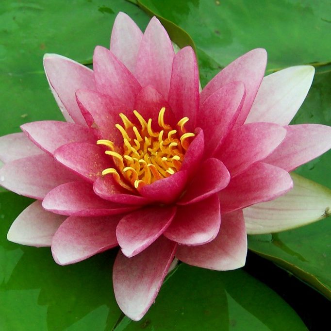 Nymphaea Rembrandt | Kiefer Nursery: Trees, Shrubs, Perennials