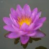 Nymphaea Siam Purple
