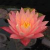 Nymphaea Wanvisa