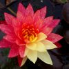 Nymphaea Wanvisa - Image 2