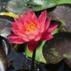 Nymphaea Wanvisa - Image 3